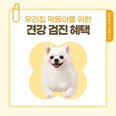 플랜멍 강아지분양&미용 대구 북구점 | 대구 칠곡 강아지 사이토주사 제대로 알아보기