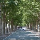 은행나무길 이미지