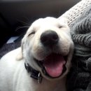 웃는강아지 이미지