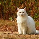 털보신집 이미지