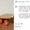 보냇디