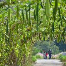비봉내마을 이미지