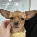 아이블링속눈썹블링