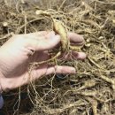 자연산약초 이미지