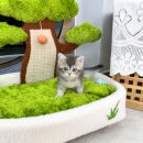 상동물병원 | 상동고양이분양 클래식태비 아메리칸숏헤어