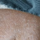 개스키라빈스 이미지