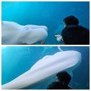 San Diego Seaworld) 아기와 함께 다이닝패스 후기 및 유의사항, 팁 범고래쇼(Orca)/돌고래쇼(Dolphin...