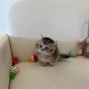 독스캣강아지고양이
