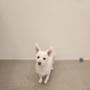 토리애견