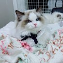 랙돌캐터리파이널돌 이미지