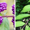 [식물 이야기] 앙증맞은 보라색 열매… 줄기와 양쪽 가지가 삼지창 작살 닮았대요 이미지