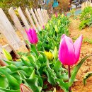 소풍게스트하우스&레드썬셋펜션 이미지