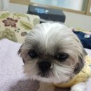 몽몽이# 이미지