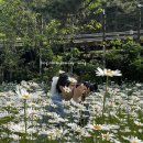 대장금마실길(5코스) | [웨딩/결혼 준비-6] #셀프 웨딩촬영(3탄)(부안 마실길 5코스, 변산경찰수련원 샤스타데이지 후기)
