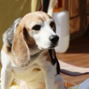 큐티애견 이미지