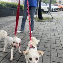 룰루랄라 이미지