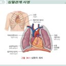 2025-2학기 성인간호학3 1주차 1차시 플립러닝 강의: 심장의 해부 이미지