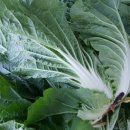 전라도농장 이미지