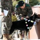 육군 군견훈련소 이미지