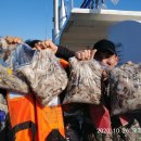 왕쭈꾸미 이미지