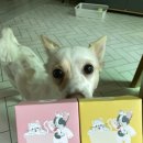 러비퍼피 | 순한 세정력 강아지수제비누 러비퍼피 네츄럴도그스파비누 후기!