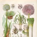 보테니컬 일러스트 이미지