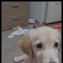 강아지분양 고양이분양 멍앤냥 수원점 이미지