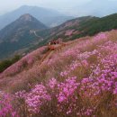 진달래꽃화원 이미지