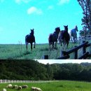 초원축산 이미지