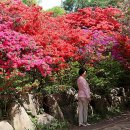 240419 전북 전주/완산 칠봉 철쭉동산의 봄봄 이미지