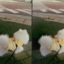 하드12필그림24시간아이스크림유천점