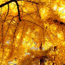 가을의 전설 이미지