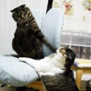 솜방망이 이미지