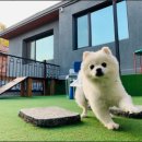 펌킨 펫하우스 청담 이미지