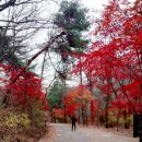 만추의우이령길.詩&후기글./곰배대장님리딩 이미지