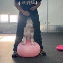 올 마스터 독 이미지