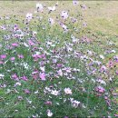 호근동-7 이미지