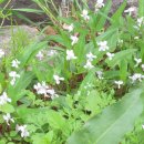 예쁜커피나무 이미지