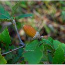 나무 206 이미지