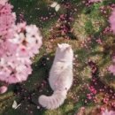 2025 일본 여름 축제 정보 이미지