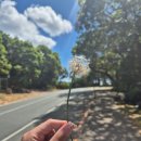 신원농장 | 울룰루 에어즈락 리조트, 웨이터 포지션 합격한 서류부터 면접까지 실제 팁 공개🌴