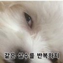 울트라코어 이미지