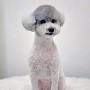 토비네 살롱 이미지