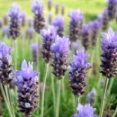 라벤다 이미지