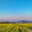 체육공원역 | [부산] 유채꽃나들이 : 대저생태공원 &amp; 근처 벚꽃명소 : 낙동제방벚꽃길/강서체육공원역 벚꽃(22.04.03.)