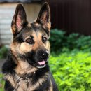 파트라슈&네로 이미지