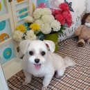 오렌지독하우스 이미지