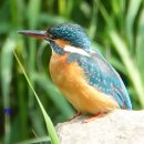 반포천 물총새(Common kingfisher) 이미지