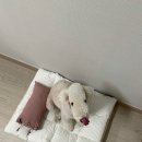 퍼에버 그루밍 이미지