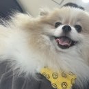 성심메디칼 | 대전 강아지 슬개골 탈구 수술, 포메 슬개골 성심동물메디컬센터 슬개골 수술 후기